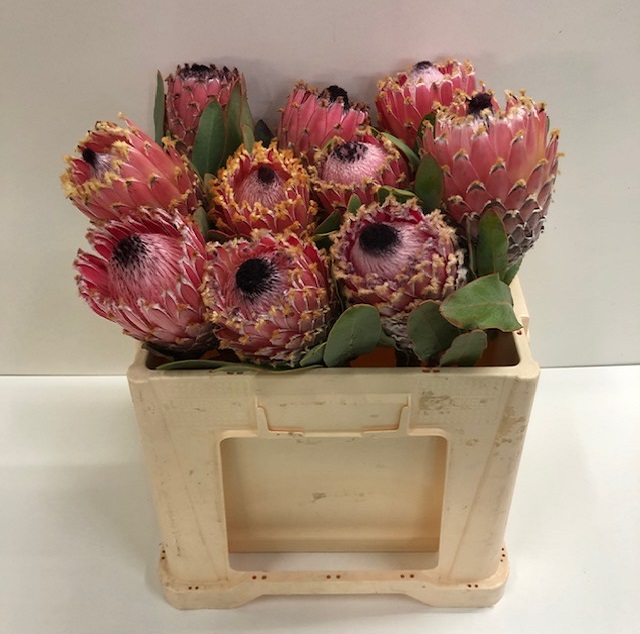 Protea barbigera.jpg